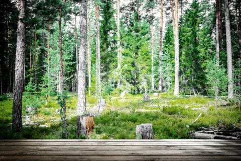Summer forest jungle Foto stock