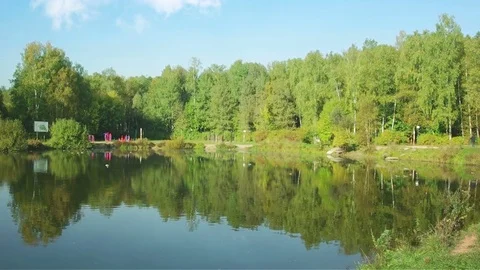 Summer Forest Lake Stock Footage 73503615
