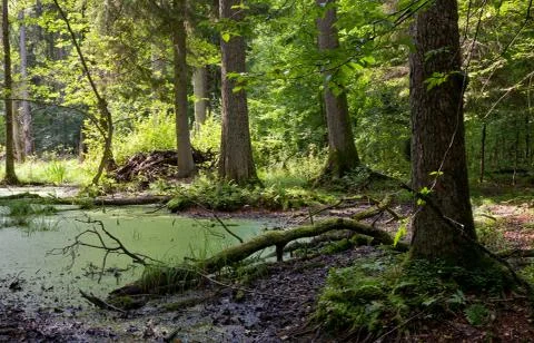 Summer forest landscape with broken trees Stock Photos