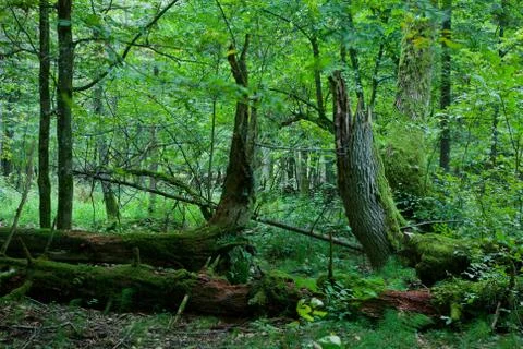 Summer forest landscape with broken trees Stock Photos