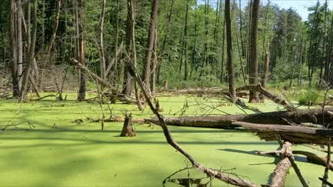Summer forest landscape. Stock Footage 242105962