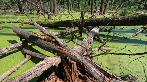 Summer forest landscape. Stock Footage 242106017