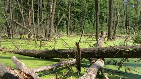 Summer forest landscape. Vídeo Stock 242106027