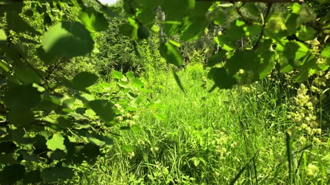 Summer Forest Landscape with Lush Greenery and Sunlight on a Bright Day Stock Footage 313740049
