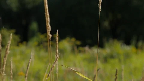 Summer Forest Landscape In Movement Stock Footage 93898872