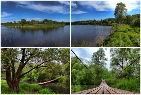 Summer forest landscape Stock Photos