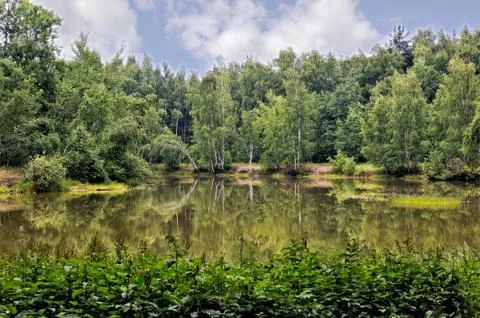 Summer forest landscape Foto stock