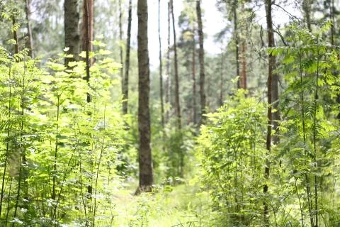 Summer forest landscape Stock-Fotos