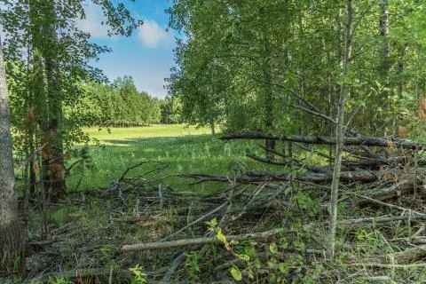 Summer forest landscape 스톡 사진