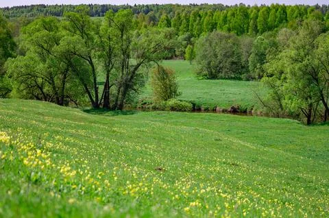 Summer forest landscape Foto stock