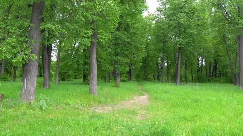 Summer forest landscape with a road Video stock 306363968