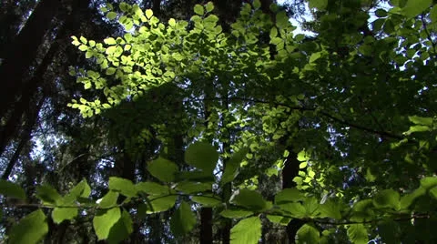 Summer forest leaves 01 Stock Footage 22761870
