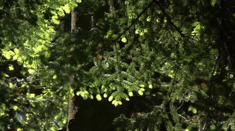 Summer forest leaves 02 Stock Footage 22762557