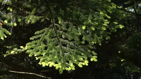 Summer forest leaves 03 Stock Footage 22763480