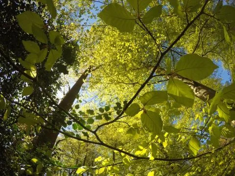 Summer Forest Leaves Stock Photos