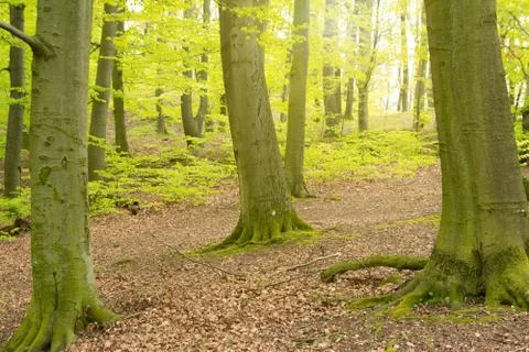 Summer forest light Stock Photos