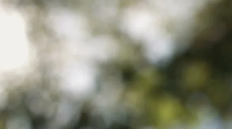 Summer forest lit sun. Reflections of light through the fluff Stock Footage 68546003