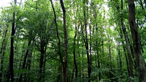 Summer in the forest - Maramures Stock Footage 156804150