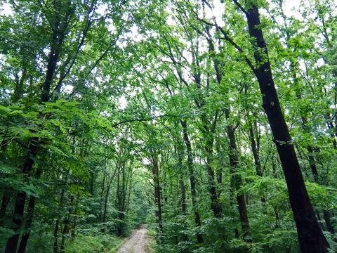 Summer in the forest - Maramures 스톡 사진