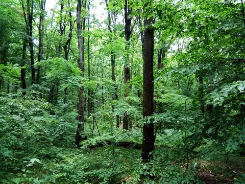 Summer in the forest - Maramures Photos