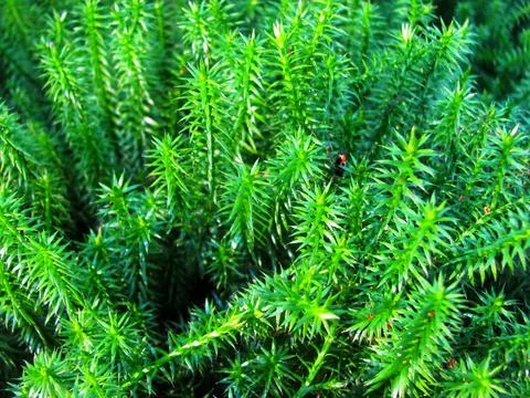 Summer Forest Moss Stock Photos