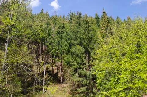 Summer forest in mountains Stock Photos