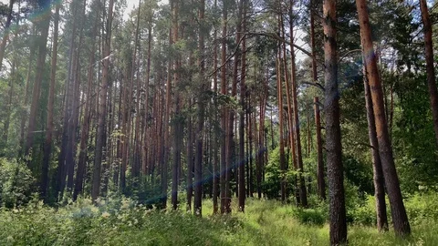 Summer forest with net in sun flares Stock Footage 111666319