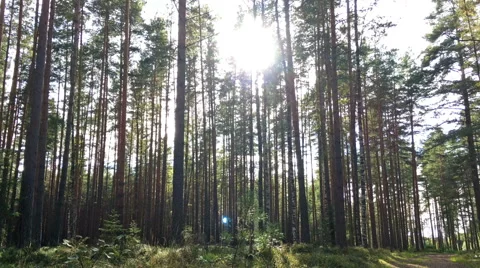 Summer forest, nobody Stock Footage 68497805