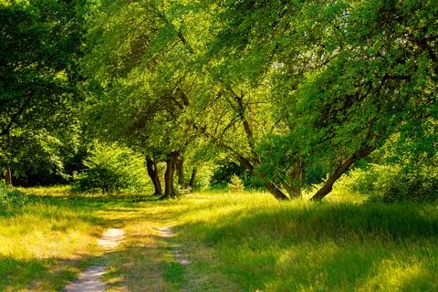 Summer in the forest park Stock Photos