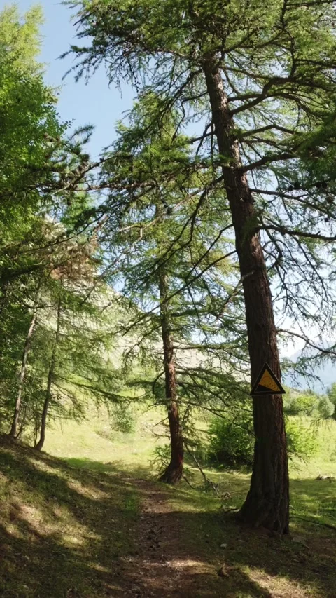 Summer Forest Path with Avalanche Warning Pic de l Aiguille Vídeo Stock 327866985