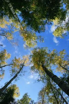 Summer forest Stock Photos