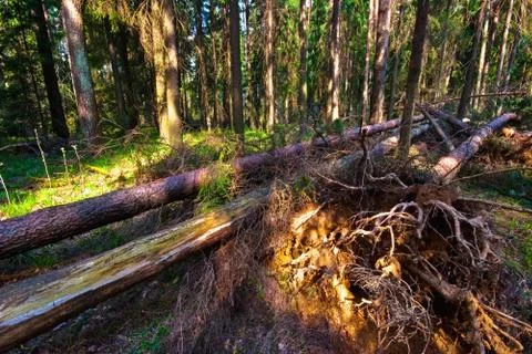 Summer forest Stock Photos