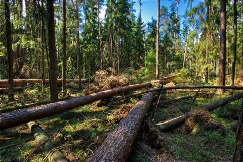 Summer forest Stock Photos