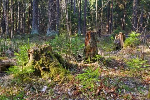 Summer forest Stock Photos