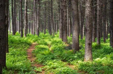 Summer forest Foto stock