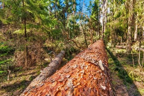 Summer forest Stock Photos