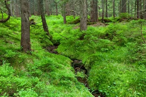 Summer forest Stock Photos