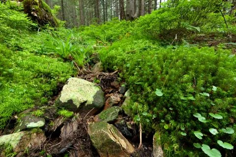 Summer forest Stock Photos