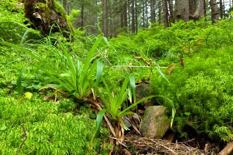 Summer forest Stock Photos