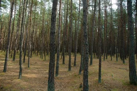 Summer forest Stock Photos