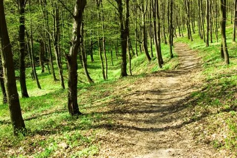 Summer forest Stock Photos