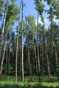 Summer forest Stock Photos