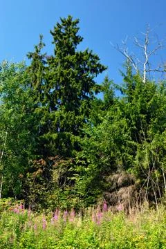 Summer forest Stock Photos