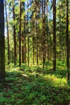 Summer forest Stock Photos