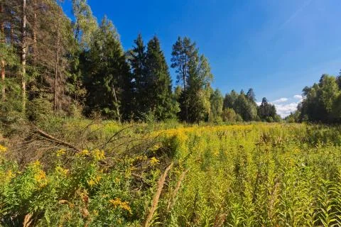 Summer forest Stock Photos