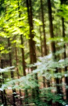 Summer forest Stock Photos