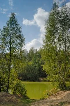 Summer forest Stock Photos