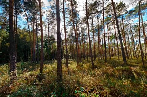Summer forest Stockfoto's