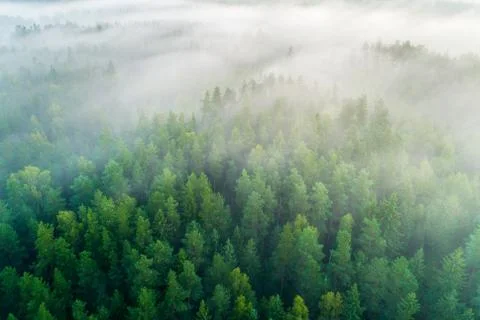 Summer  forest Stock Photos