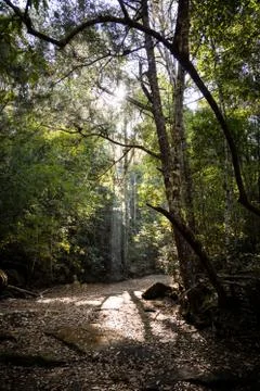 Summer forest. Stock Photos